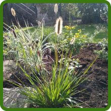 Pennisetum Reduces Soil Erosion