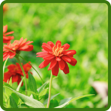 Cosmos Sensation Dazzler Long Bloom Period
