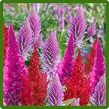 Vibrant Colors of Celosia Flowers