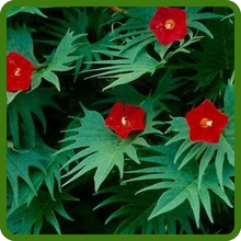 Delicate Foliage of Cardinal Climber