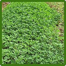 Rapidly Growing Fenugreek Herb Plants
