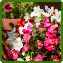 Dragon Wing Begonia Heat & Humidity Tolerant Plants