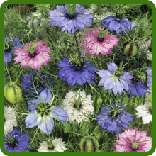 Intricate Blooms in Mixed Colors of Nigella Love In A Mist Plants