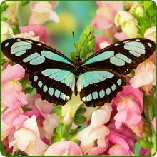 Pollinator Friendly Toadflax With Butterfly