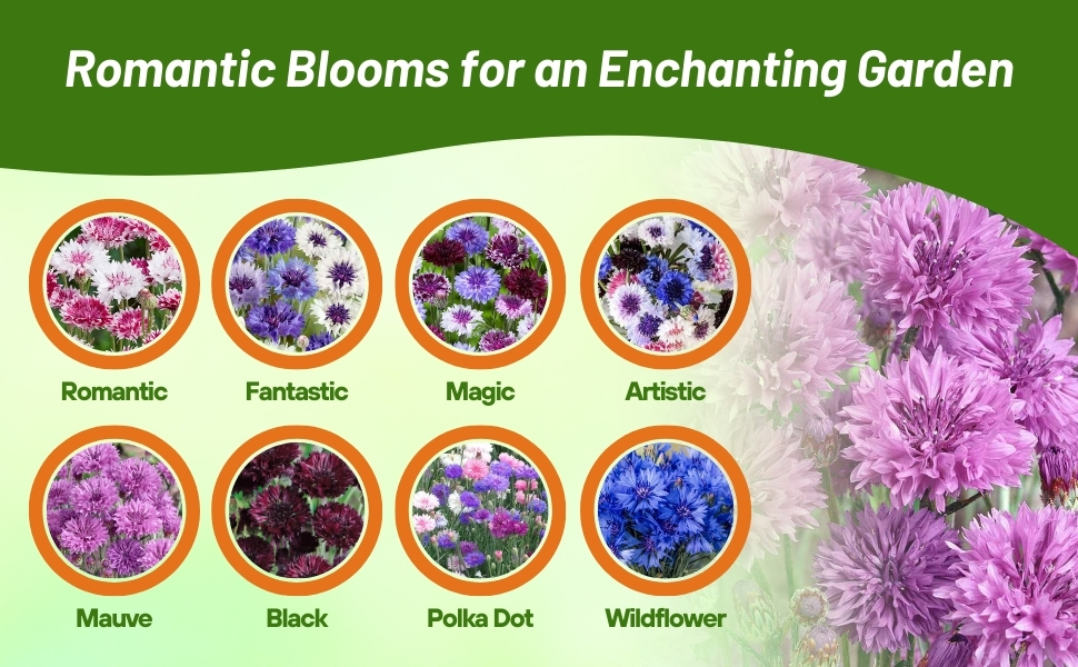 Varieties of Bachelor Button Annual Cornflower