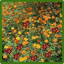 Combat Growth of Tagetes Patula French Marigold Flowering Plants