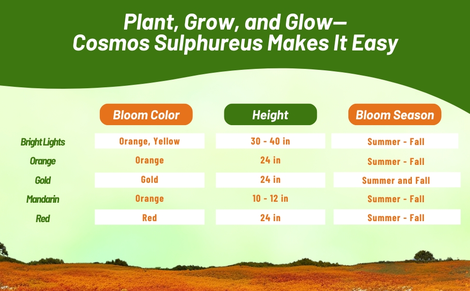 Cosmos Sulphureus Bloom Season, Color, & Height Chart