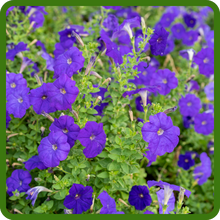 Heat & Drought Tolerant Shock Wave Blue Petunia Denim