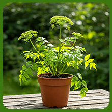 Angelica Ornamental for Small Garden Spaces