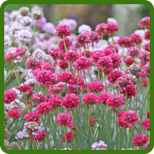 Combat Growth of Flowering Armeria Sea Thrift