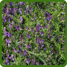 Hairy Vetch Ground Cover