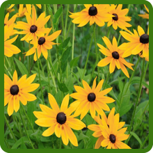 Rudbeckia Hirta Gloriosa Daisy Indian Summer