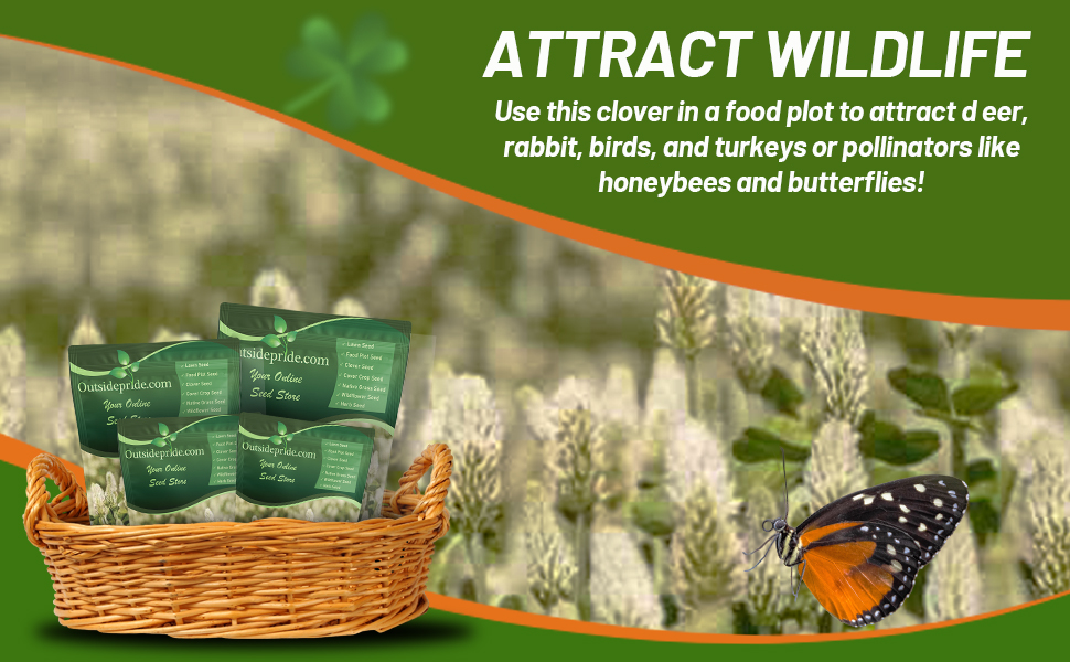 White Cloud Crimson Clover Seed for Pasture, Hay, Green Manure, Cover Crop, & Wildlife Forage