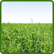 Summer Fall Cover Crop Seeds Annual Gardening