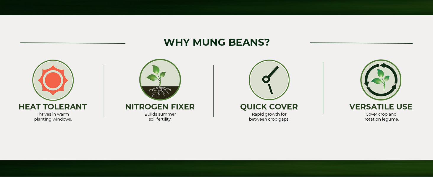 Mung Beans Cover Crop