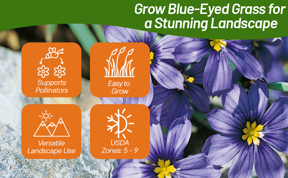 USDA Zones 5 - 9 Blue-eyed Grass Plants