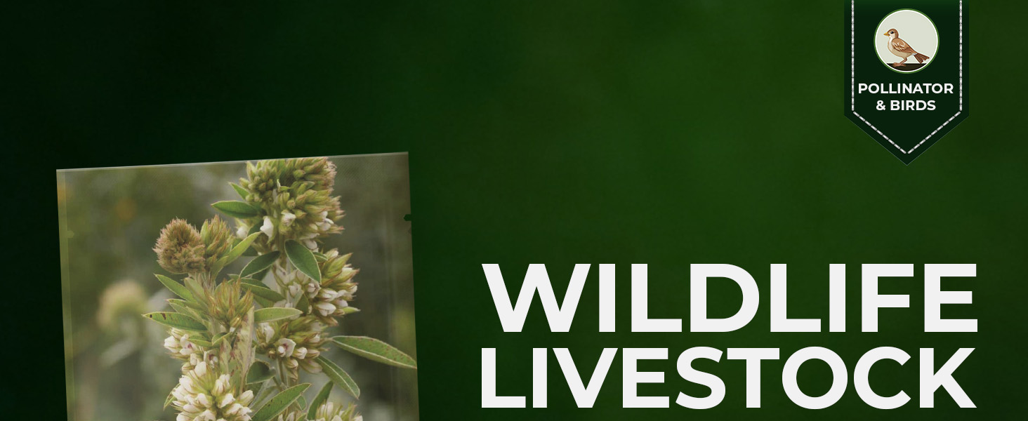Lespedeza