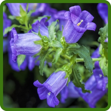 Campanula Blue Canterbury Bells Flowers