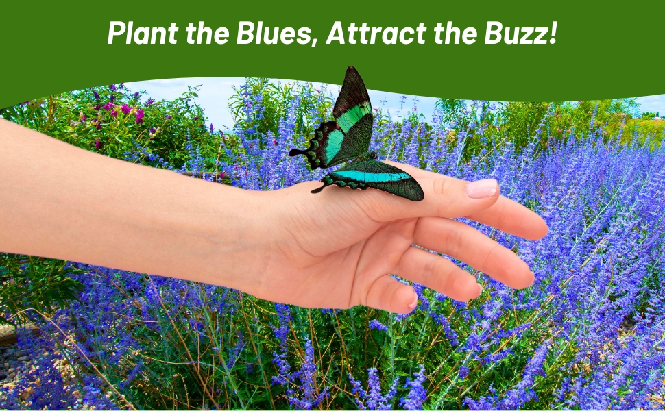 Butterfly On Blue Sage Flowers