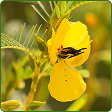 Pollinator Friendly Partridge Peas