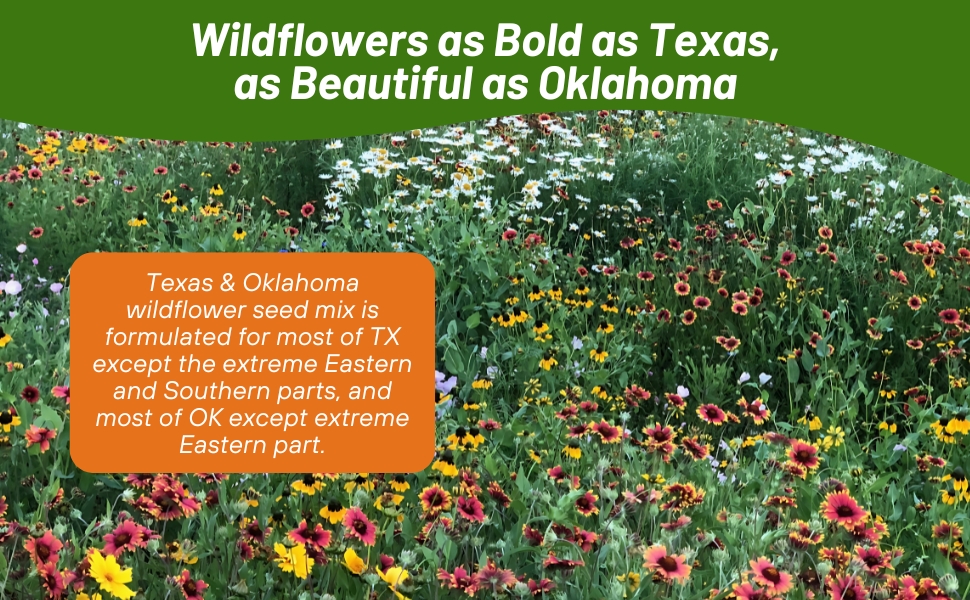 Field of Texas Oklahoma Wildflower Mixture Grown From Seeds