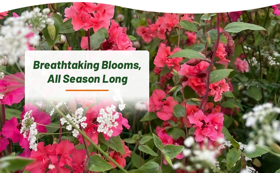 Beautiful Clarkia Flower Garden Planted From Flower Seeds