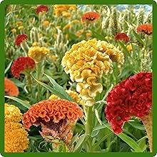 Intense, Long-Lasting Color of Cockscomb Flowers