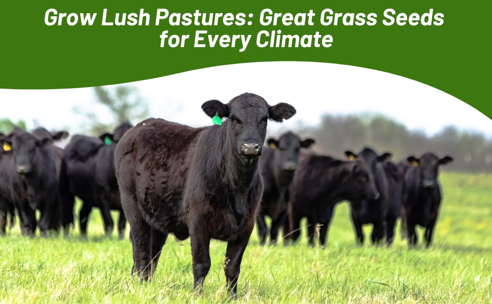 Pasture Grass Seed For Cattle & Livestock