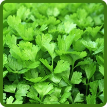 Coriander Cilantro Fragrant Foliage