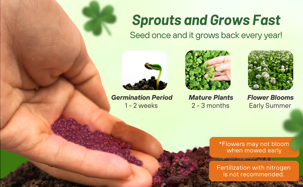 Fast Germination Miniclover Microclover Seeds