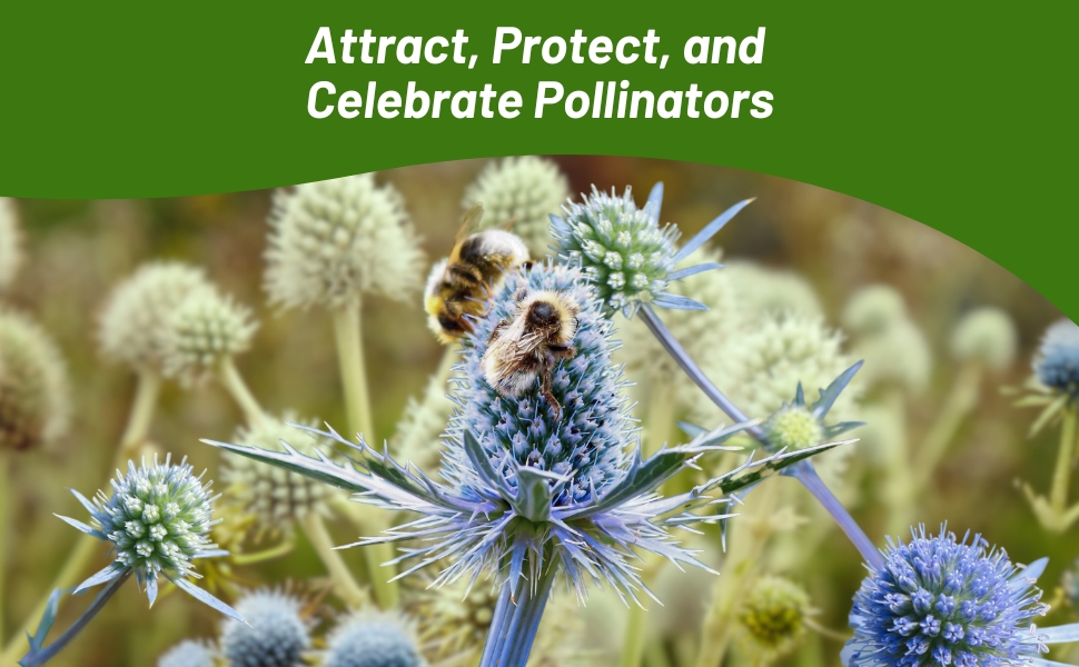 Eryngium Attracts Bees, Butterlies, Hummingbirds & Other Pollinators