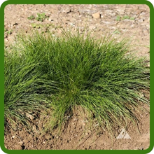 Heat & Drought Tolerant Creeping Bluegrass Putting Greens Seeds For Cool Climates