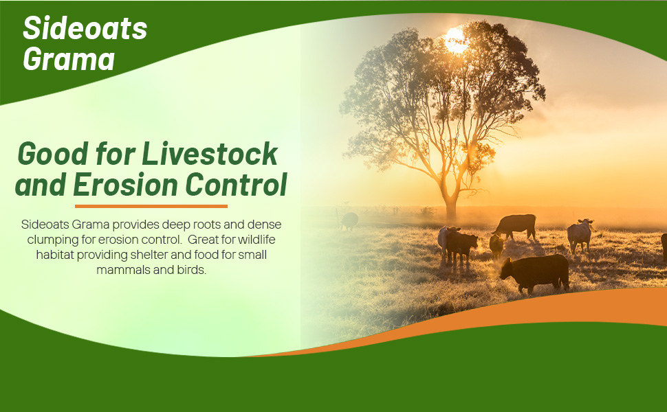 Sideoats Grama Native Grass For Drought Prone Areas