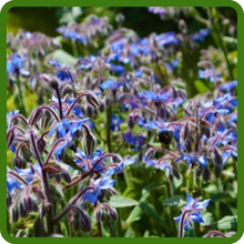 Continuous Blooms of Blue Borage Herbs