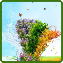 Long Bloom Season Perennial Wildflower Seed Mixture