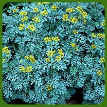 Easy To Grow Rue Plants From Herb Seeds