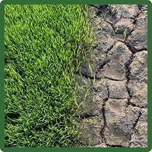 Drought Tolerant Bermuda Grass Seed