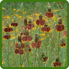 Drought Tolerant Grey-headed Coneflower Wildflower Meadow