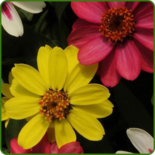 Zinnia Zahara Raspberry Lemonade Flower Blossoms