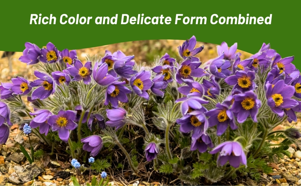Dark Purple Pasque Flowers