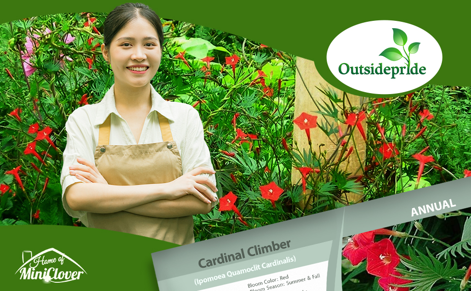 Ipomoea Quamoclit Cardinalis Flower Garden