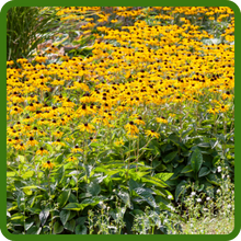 Rudbeckia Hirta Black-eyed Susan For Erosion Control