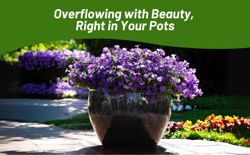 Container Plant of Compact, Spreading Growth Habit Shock Wave Petunias