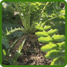 Deep Rooted Drought Tolerant Daikon Radish Seeds
