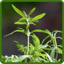 Aromatic Leaves of Savory