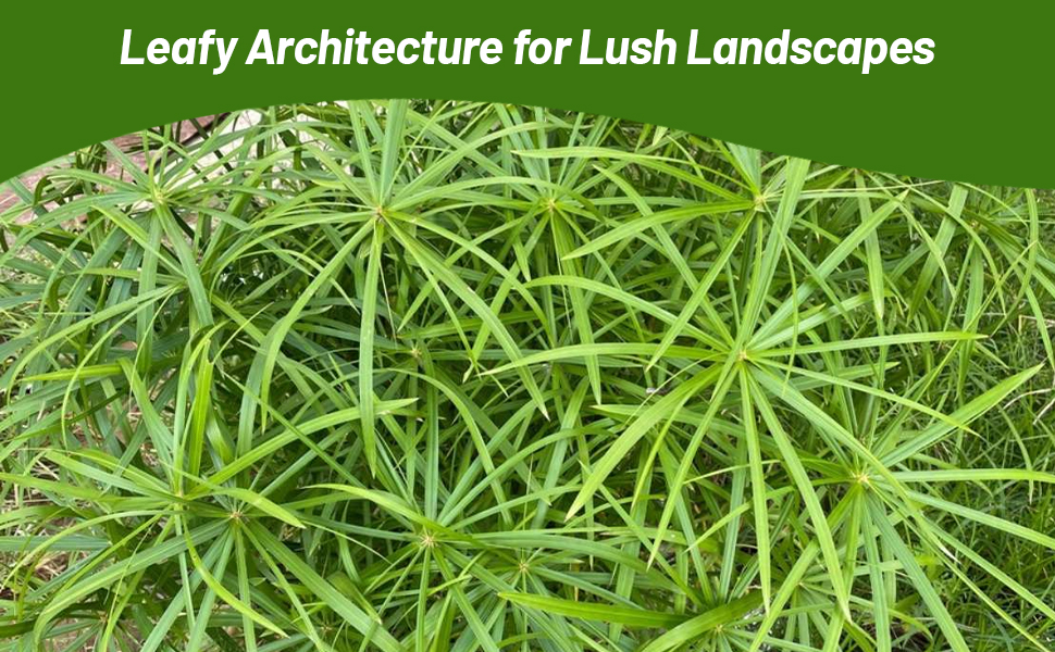 Umbrella Plant Lush Green Evergreen Foliage