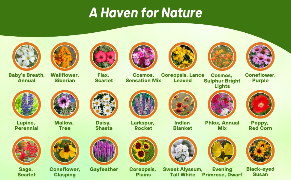 Flower Varieties in Southeast Wildflower Seed Mixture