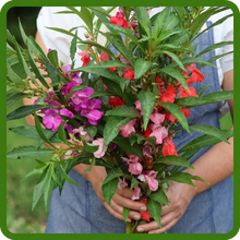 Impatiens Balsam Cut Flowers