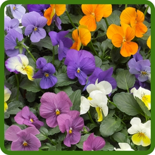 Vibrant, Long-Lasting Blooms of Viola