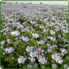 Low Growing Nemophila Five Spot